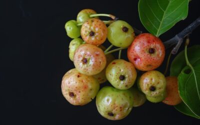 Garcinia cambogia co to jest i kiedy warto się nią zainteresować?