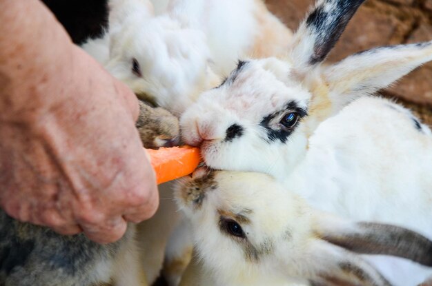 Czy Sensodyne testuje swoje produkty na zwierzętach?