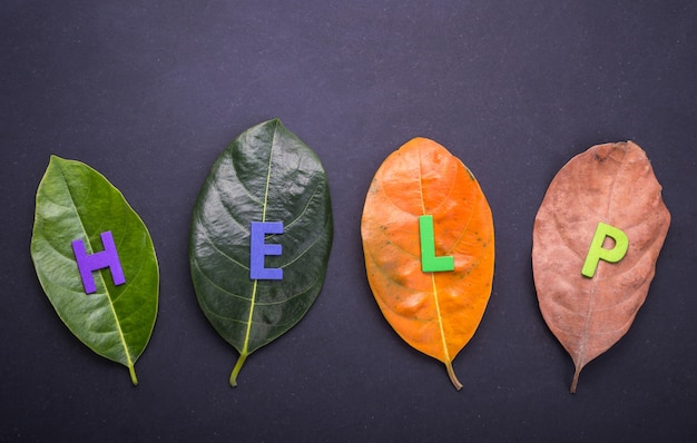 Foliany co to i dlaczego są ważne dla zdrowia?