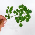 Jak działa moringa i jakie daje efekty?