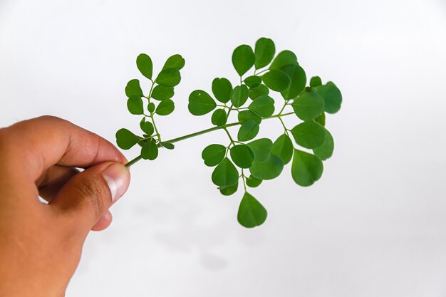 Jak działa moringa i jakie daje efekty?