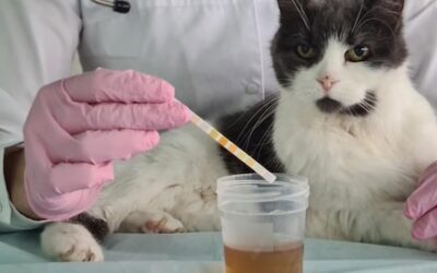 Jakie produkty są testowane na zwierzętach i gdzie je najczęściej spotykamy?