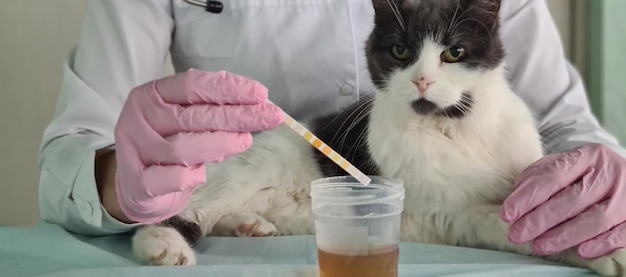 Jakie produkty są testowane na zwierzętach i gdzie je najczęściej spotykamy?