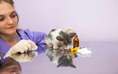 Czy Bioderma testuje kosmetyki na zwierzętach?