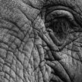 Czym smarować bikini po goleniu aby uniknąć podrażnień?